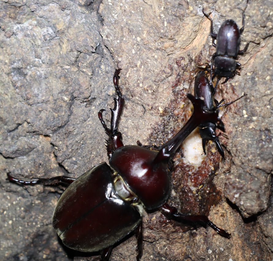 大木クヌギの正面_カブトムシの雄とコクワガタの雄_2021年8月9日19時40分 気温29度